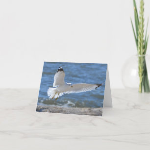 Fiskmås Notecard Kort