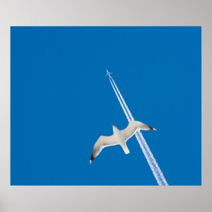 Fiskmås och flygplan poster