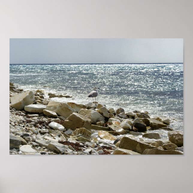 Fiskmås och hav poster (Framsidan)