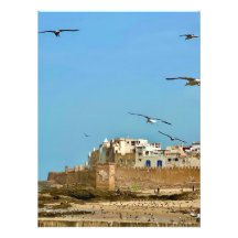 Fiskmås och staden. - Essaouira, Marocko