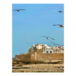 Fiskmås och staden. - Essaouira, Marocko Fototryck