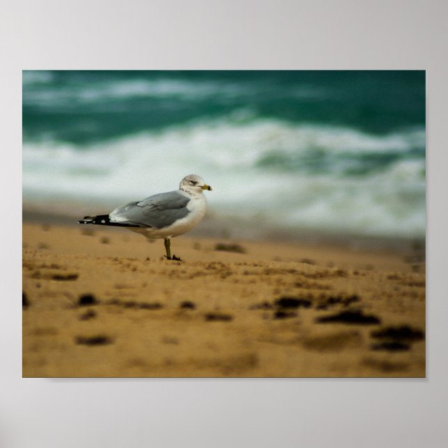 Fiskmås på Beach, Florida Poster (Framsidan)