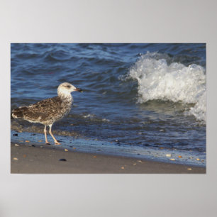 Fiskmås på Beach med Wave Poster