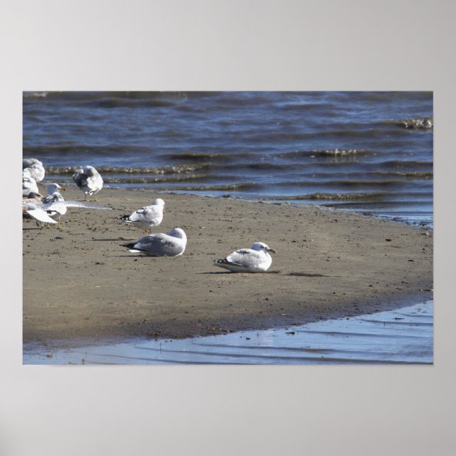 Fiskmås på Beach-Poster Poster (Framsidan)