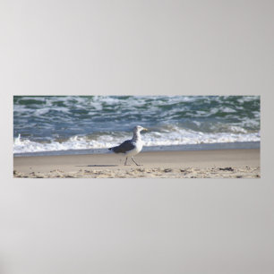 Fiskmås på Beach-Poster Poster