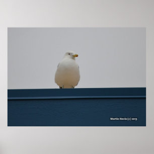 Fiskmås på Blue Tak II Poster