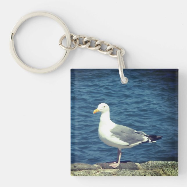 Fiskmås på bukten (Framsidan)