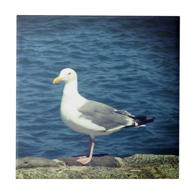 Fiskmås på bukten kakelplatta (Framsidan)
