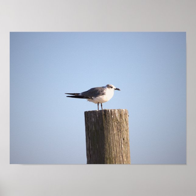 Fiskmås på en postPoster Poster (Framsidan)