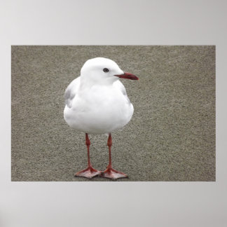 Fiskmås på en Sandy Beach Poster