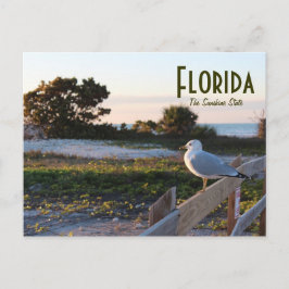Fiskmås på Floridas solskensstat Smekmånadsön Vykort