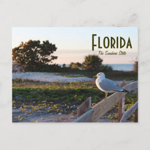 Fiskmås på Floridas solskensstat Smekmånadsön Vykort