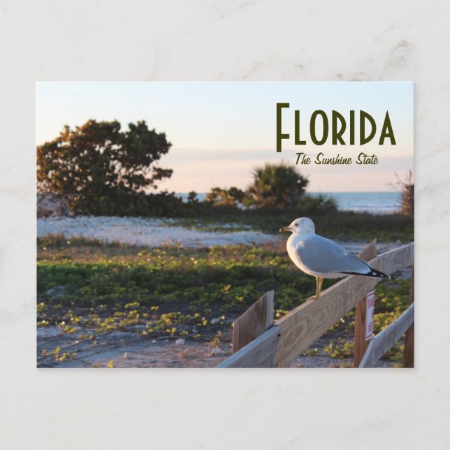 Fiskmås på Floridas solskensstat Smekmånadsön Vykort (Framsida)