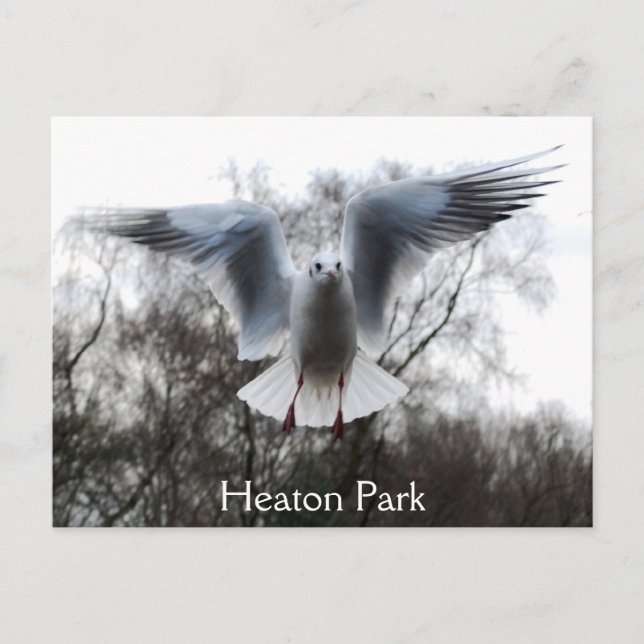 Fiskmås på flygvykort vykort (Framsida)