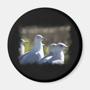 Fiskmås på järnväg magnet