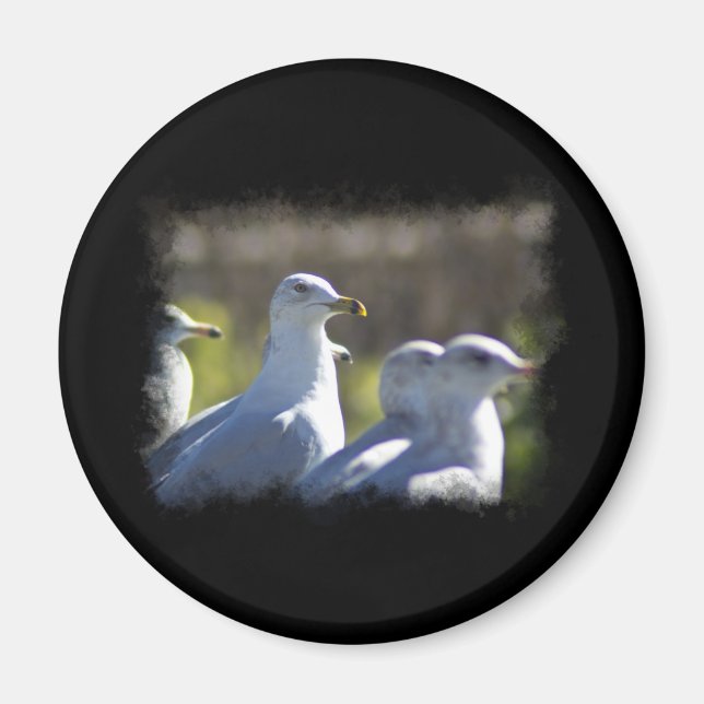 Fiskmås på järnväg magnet (Framsidan)
