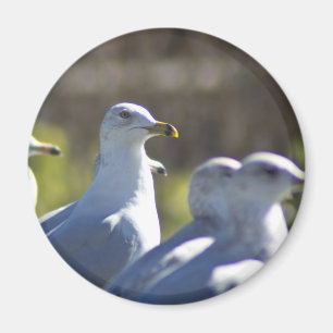 Fiskmås på järnväg magnet