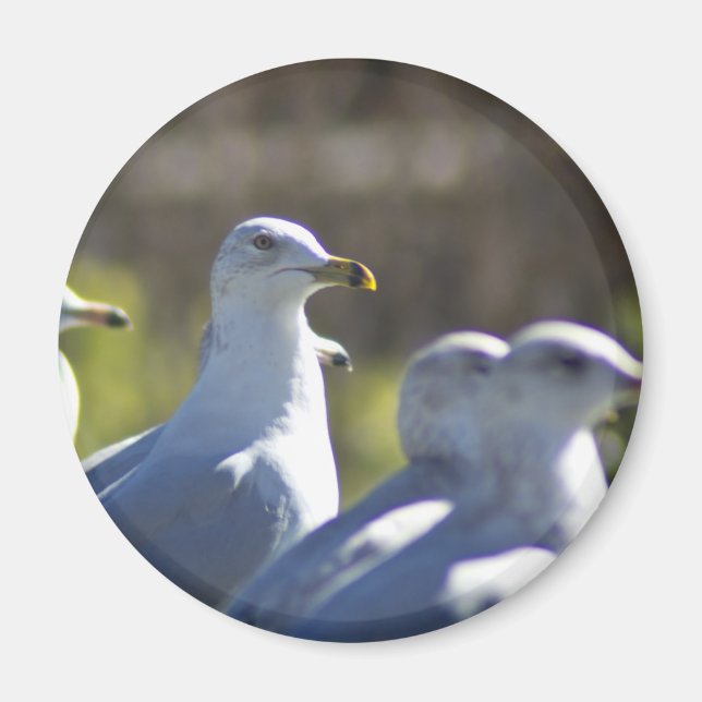 Fiskmås på järnväg magnet (Framsidan)