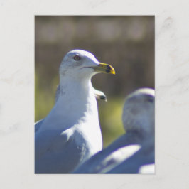 Fiskmås på järnväg vykort