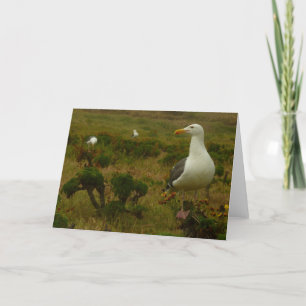 Fiskmås på ön Anacapa Kort