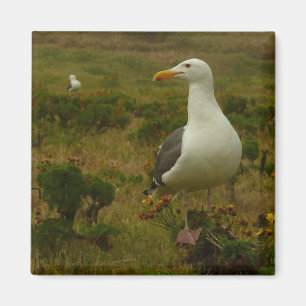 Fiskmås på ön Anacapa Magnet