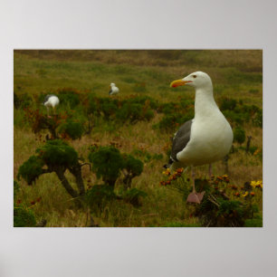 Fiskmås på ön Anacapa Poster