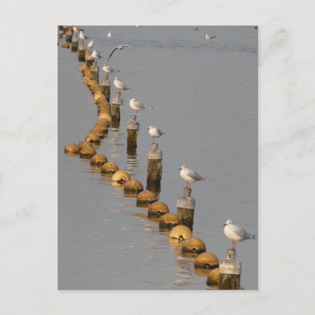 Fiskmås på Polacker DIY-vykort Vykort (Framsida)