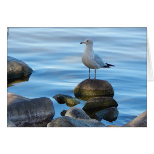 Fiskmås på Sten OBS Kort