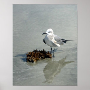 Fiskmås på strand med sjögräs poster