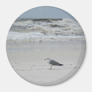 Fiskmås på stranden magnet
