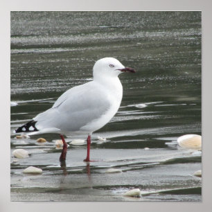 Fiskmås på stranden poster