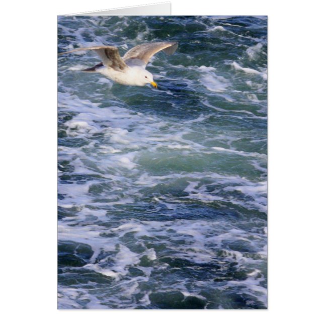 Fiskmås på vatten hälsningskort (Framsidan)