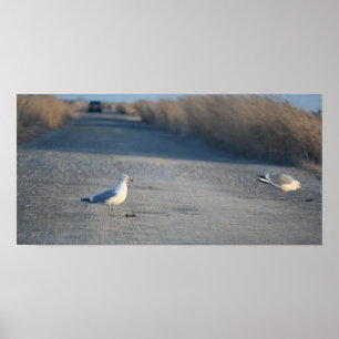 Fiskmås på Wildlife Drive Poster