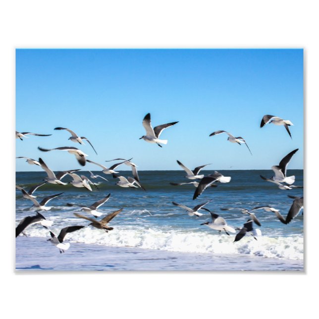 Fiskmås Photo Fototryck (Framsidan)