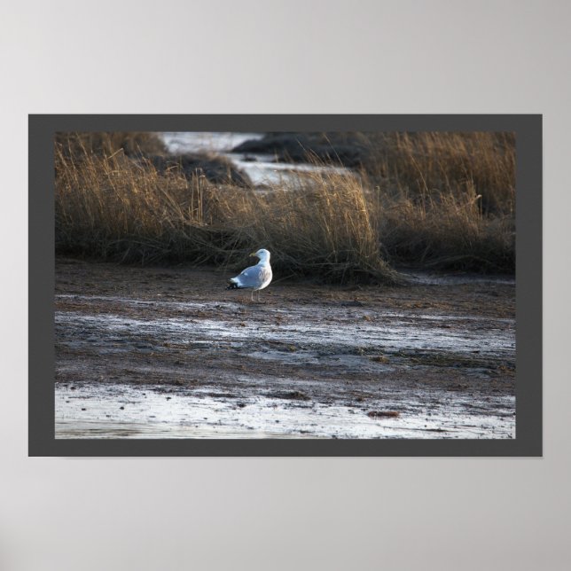 Fiskmås Photo Poster (Framsidan)