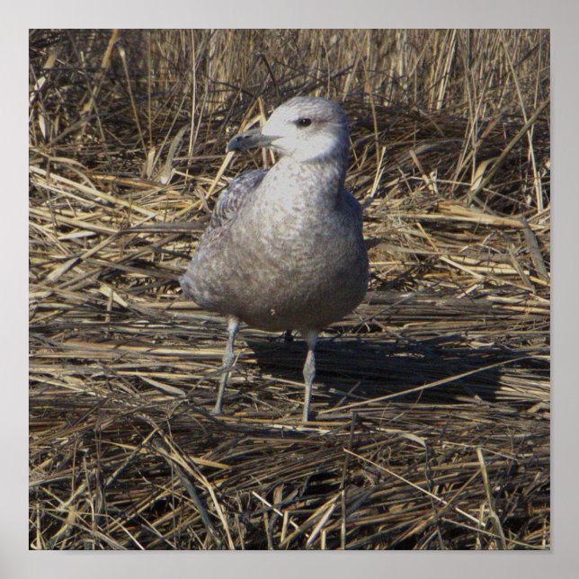 Fiskmås Photo Poster (Framsidan)