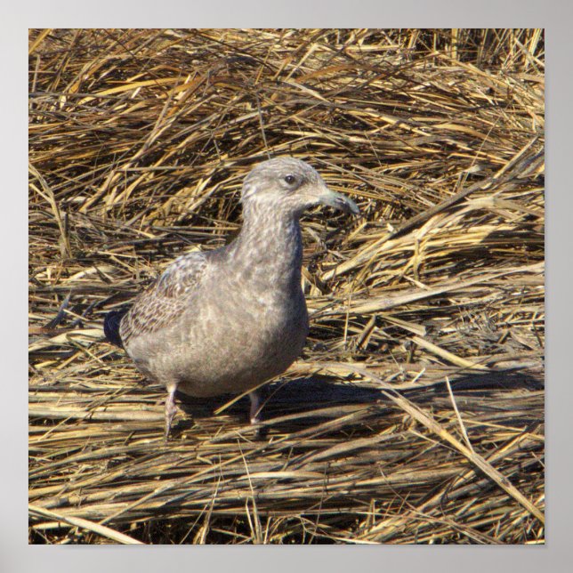 Fiskmås Photo Poster (Framsidan)