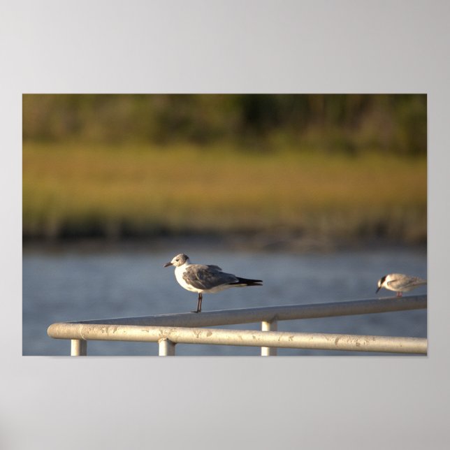 Fiskmås Photo Poster (Framsidan)