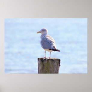 Fiskmås Photo Poster