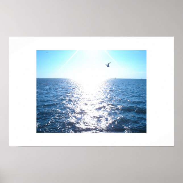 Fiskmås Poster (Framsidan)