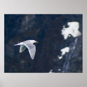 FISKMÅS POSTER 4