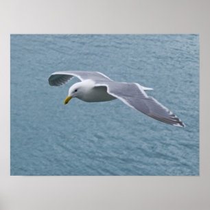 FISKMÅS POSTER 5