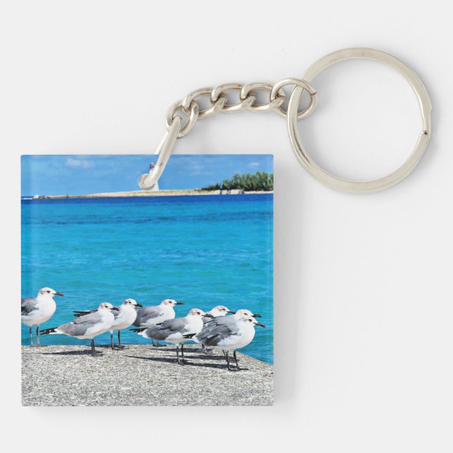 Fiskmås, sandstrand, Nassau, Bahamas (Baksidan)