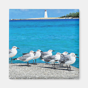 Fiskmås, sandstrand, Nassau, Bahamas Magnet
