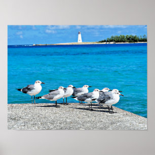 Fiskmås, sandstrand, Nassau, Bahamas Poster