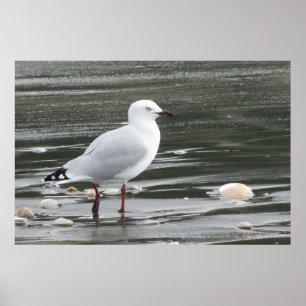 Fiskmås & snäckor i havet poster