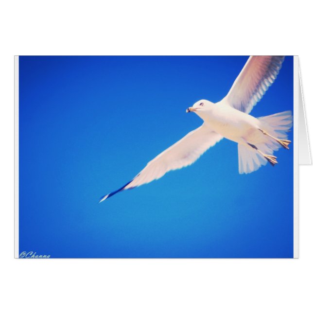Fiskmås som soaring till och med himmlen hälsningskort (Framsidan Horizontal)