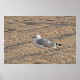 Fiskmås stående solo på Hampton Beach Poster