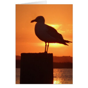Fiskmås Sunset Hälsningskort