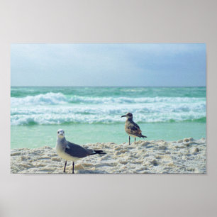 Fiskmås till dig Beach Sjölandskap Natature Photo Poster